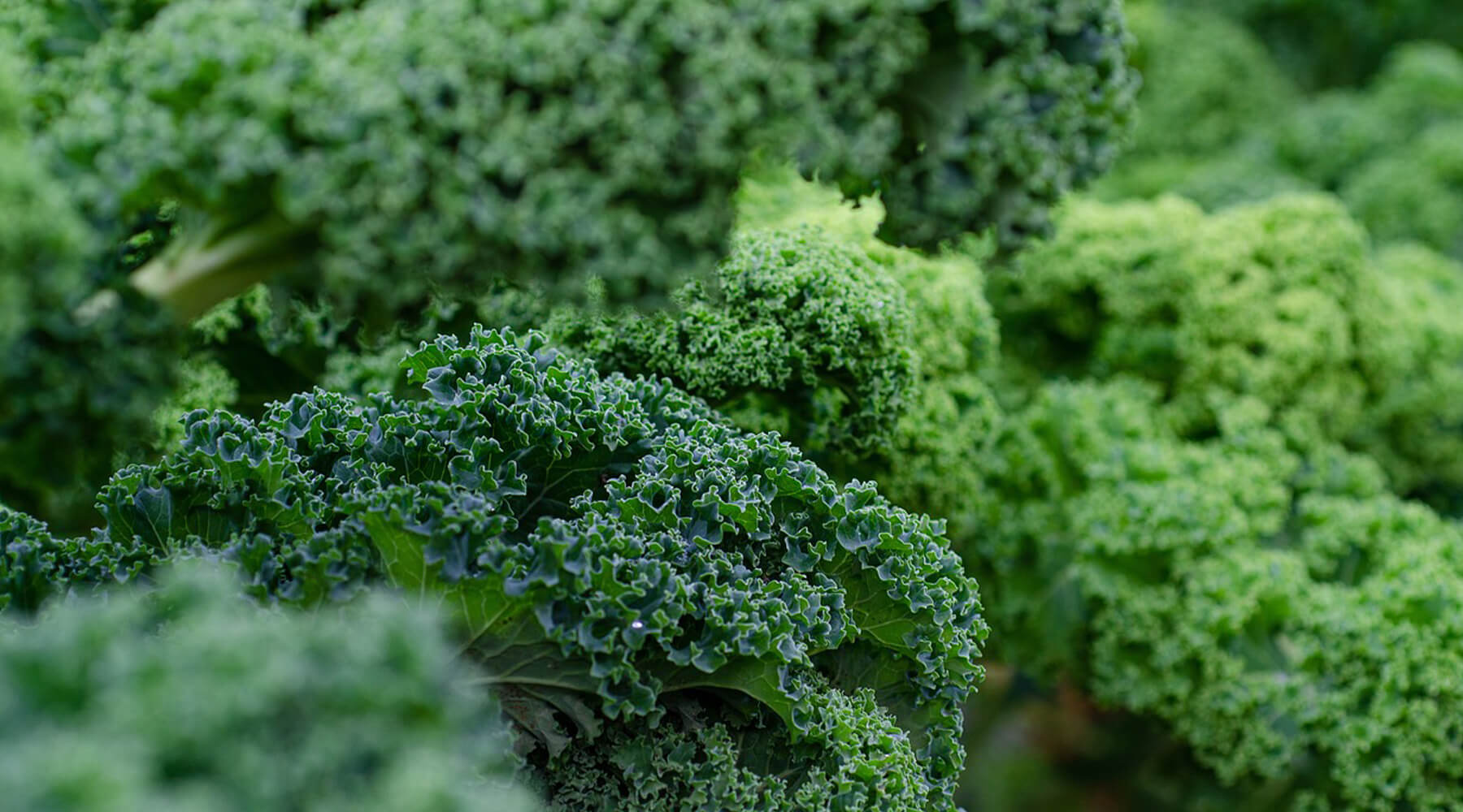 What Are the Health Benefits of Vitamin K - V3 Apparel seamless workout leggings, gym tights, fitness sports bras and tank top